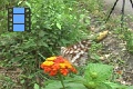 Scene 40_White Bodied Orange Spotted Brown Riodinidae on a Flower